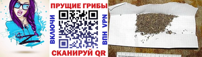 как найти наркотики  Щёлкино  Псилоцибиновые грибы мухоморы 